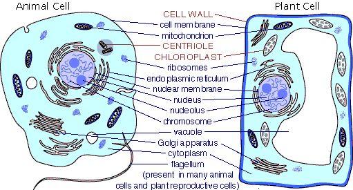 What are the differences between these two cells?