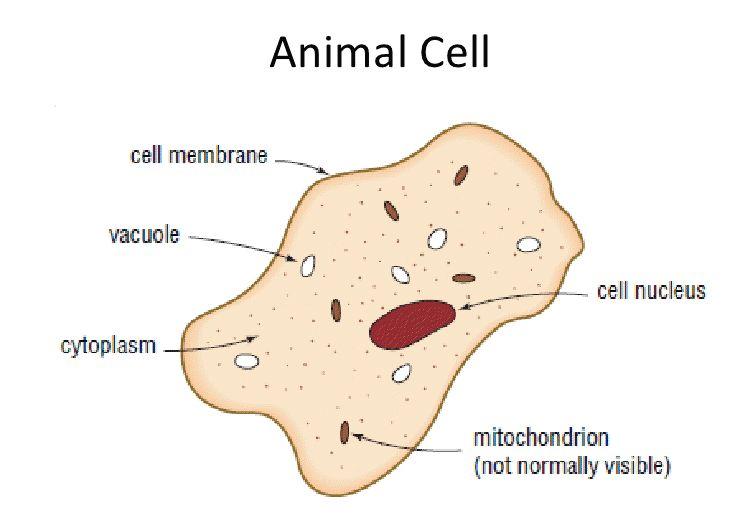 II. Animal vs. Plant Cell A.