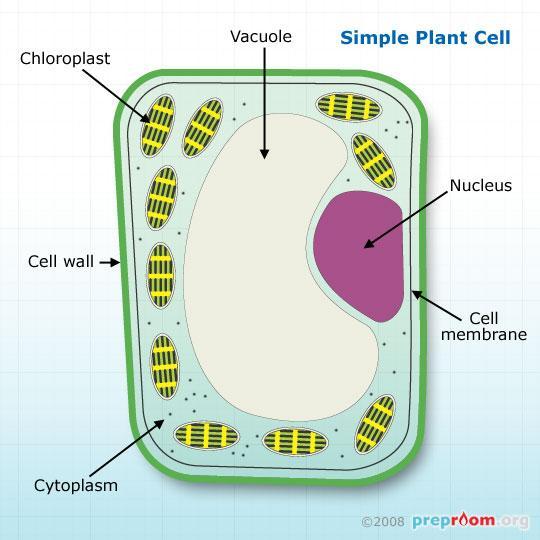 II. Animal vs. Plant Cell B.