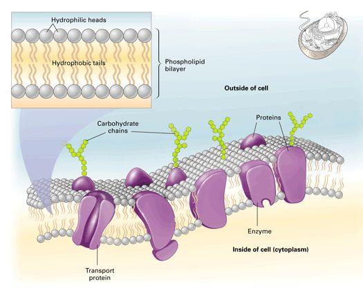 The bilayer makes up the plasma membrane that surrounds the cell!