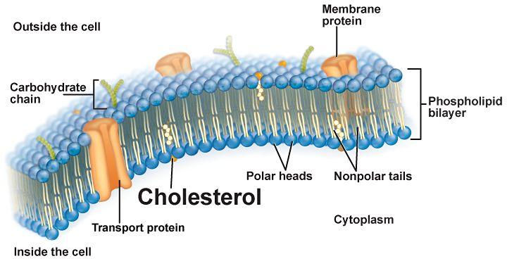 IV. Parts of the cell membrane A.