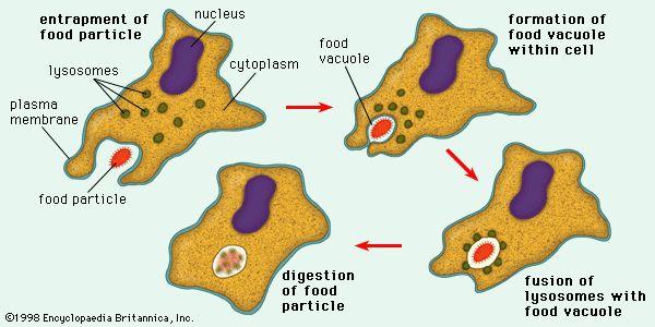 C. Type of Endocytosis: 1. Phagocytosis: a.