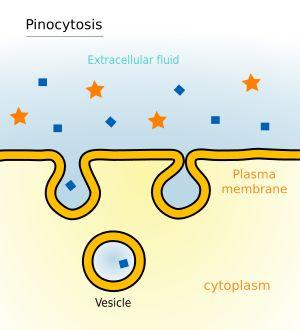 Type of Endocytosis: (cont.) 2. Pinocytosis: a.