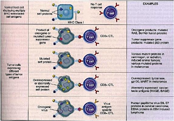 ! Cytotoxic T lymphocytes (CTLs) are the major immune defense mechanism against tumors.
