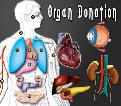 Immune System and Transplants The immune response can result in problems with organ transplants.
