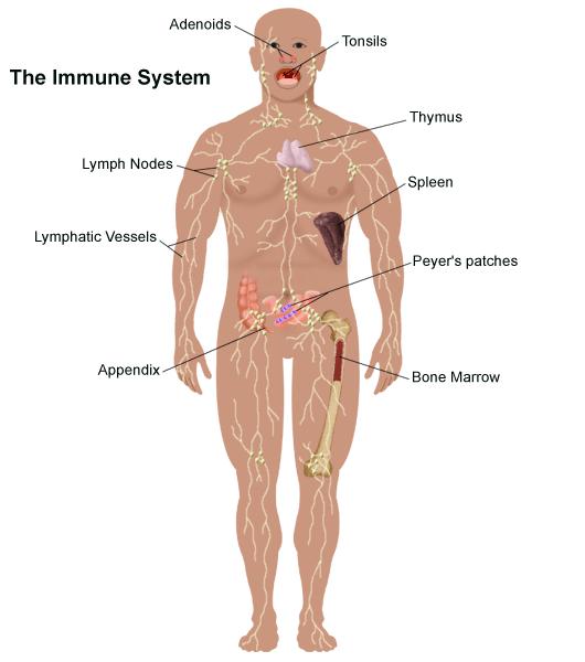 The immune system is made up of a complex and vital network of cells and organs that protect the body from infection.