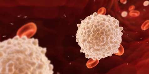 Immune Surveillance A range of different types of white blood cells continuously circulate in the blood monitoring the state of the tissues If damage is detected some of these white blood cells
