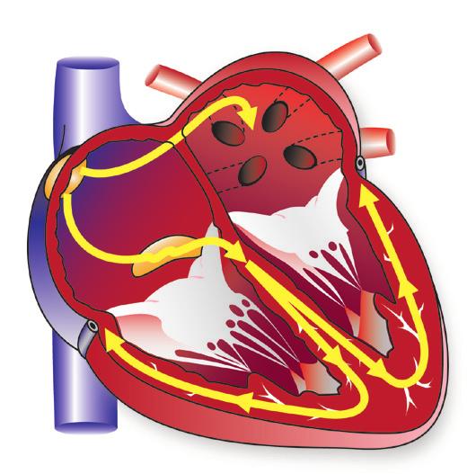 How your heart works: an overview The heart is a muscle. Its job is to pump blood to the rest of the body. It has four chambers or sections.