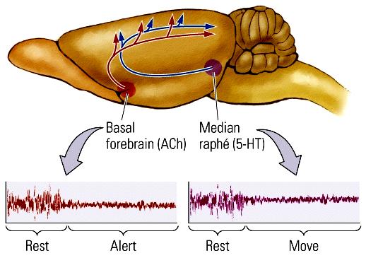 Additional brain regions involved in sleep Two more regions, when electrically stimulated or otherwise active, produce a desynchronized EEG pattern: 1.
