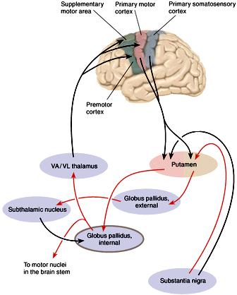 B. BASAL GANGLIA Main Function: - many cortical areas involved in movements send their axons to, which also receive terminals from (dopamine); -caudate and putamen
