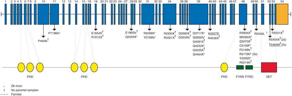 Genomic structure and allelic spectrum of MLL2 mutations that cause Kabuki syndrome The SET domain of MLL2 confers