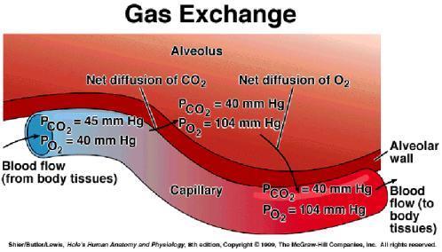 Dujų apykaita plaučiuose Ventiliacija (aplinkos oras alveolių oras) Difuzija (alveolių oras