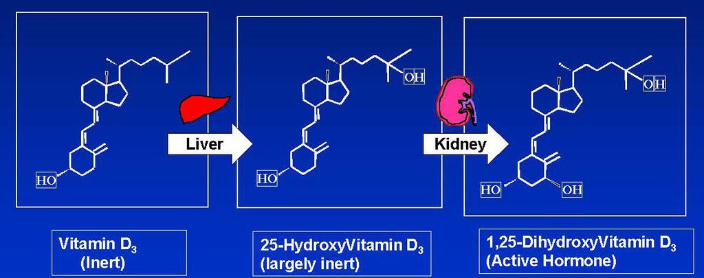 Vitamin D A hormone precursor by