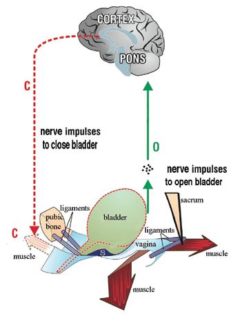 Fig. 7. The cortex of the brain gives directions for closure (C), and opening (O). Stretch receptors S, at the base of the bladder sense when the bladder is full and send impulses to the brain.