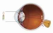The Eye Cornea Pupil Iris Lens accommodation Retina The Structure of