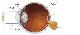 The Structure of the Eye Retina = the light-sensitive inner