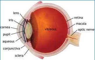 Ethambutol in Children Risk of optic neuritis: Visual acuity Color perception Visual field perception Dose related Usually reversible Risk around 1-3% in adults Risk in children about the same EMB