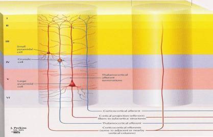 NEUROLOGICAL ASPECTS CURRENT THEORIES Courchesne Brain overgrowth