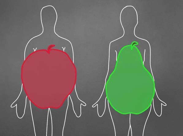 Clinically, waist circumference is a surrogate for disease risk Apple vs.