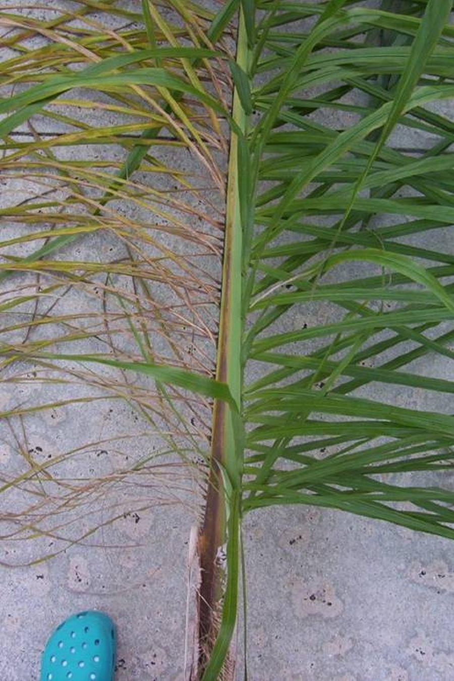 Fusarium Wilt of Queen Palm and Mexican Fan Palm 2 and Mexican fan palm" was given to this disease to distinguish it from three other Fusarium wilt diseases that occur on palms, which are also very