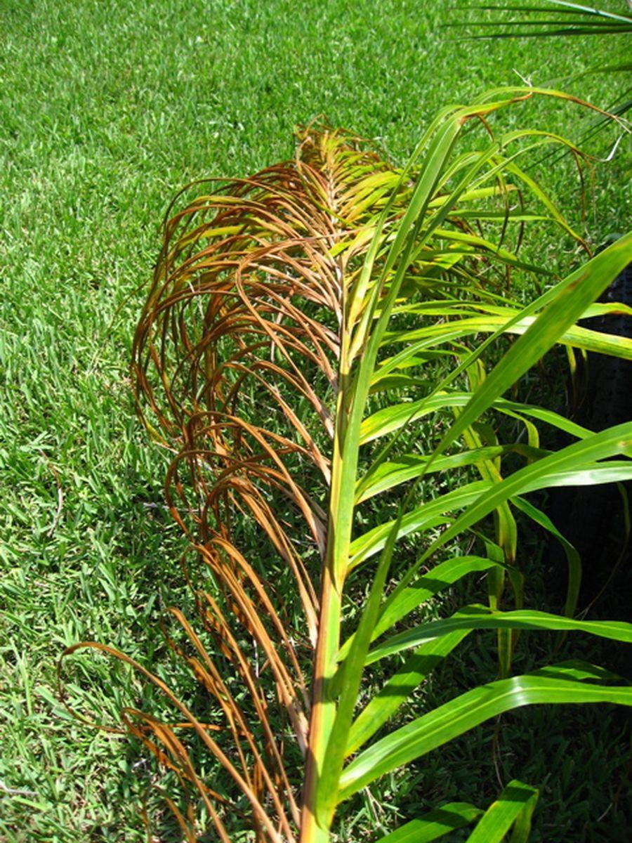 Fusarium Wilt of Queen Palm and Mexican Fan Palm 3 Figure 4. This Mexican fan palm leaf blade has half green and half dead or dying leaf segments.