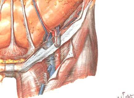 Femoral sheath ASIS Downward protrusion of fascial lining of abd. wall Occupy med. part of the gap beneath Ing. Lig.