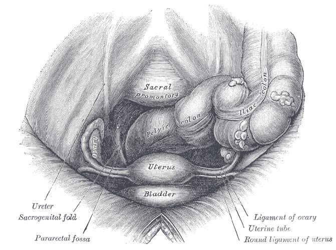 Contents of inguinal canal Spermatic cord & its contents in male Round ligament in female