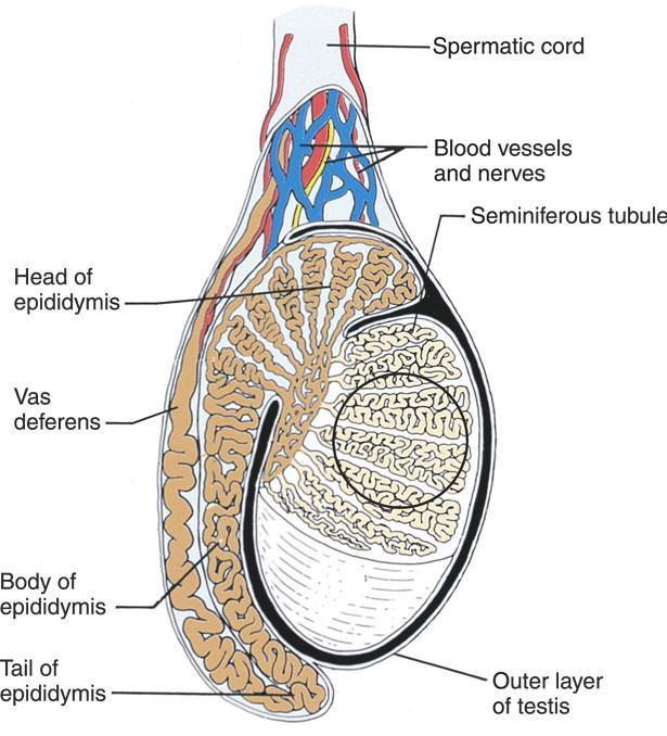 Structures inside the testis Seminiferous tubules Thin, highly coiled structures where sperm production occurs.