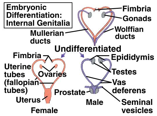 Sexual differentiation embryonic differentiation of internal genitalia gonocytes from yolk sac move to gut and seed undifferentiated gonad: male / medulla, female / cortex gonadal anlagen is visible