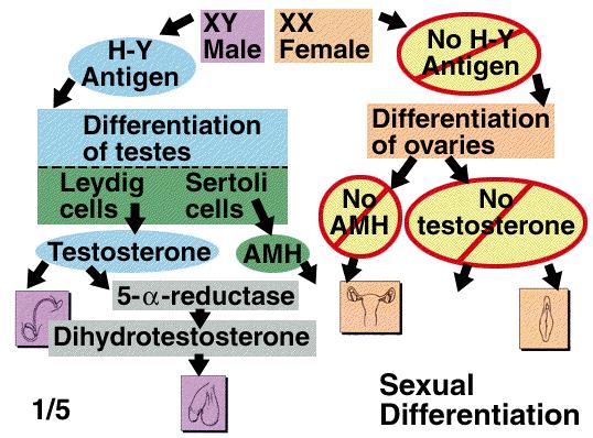Sexual differentiation
