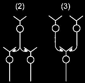N, total number of triplets examined for each condition. Significantly different from zero (P 0:01, Mann-Whitney test). Figure 1 Simple networks of hippocampal neurons in culture.