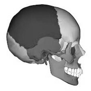 Cranial Bone Tests Frontal Bone Parietal Bone Occipital Bone Temporal Bone PD Side Temporal Bone OPD