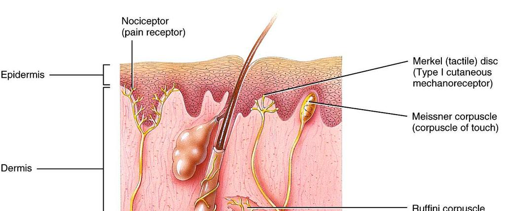 Sensory receptors in the skin - tactile sensations Include
