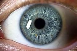 How does it work?? #1 - the reflected light first enters the cornea, which is a protective covering. The cornea helps to focus the light. #2. The light then goes through the pupil.