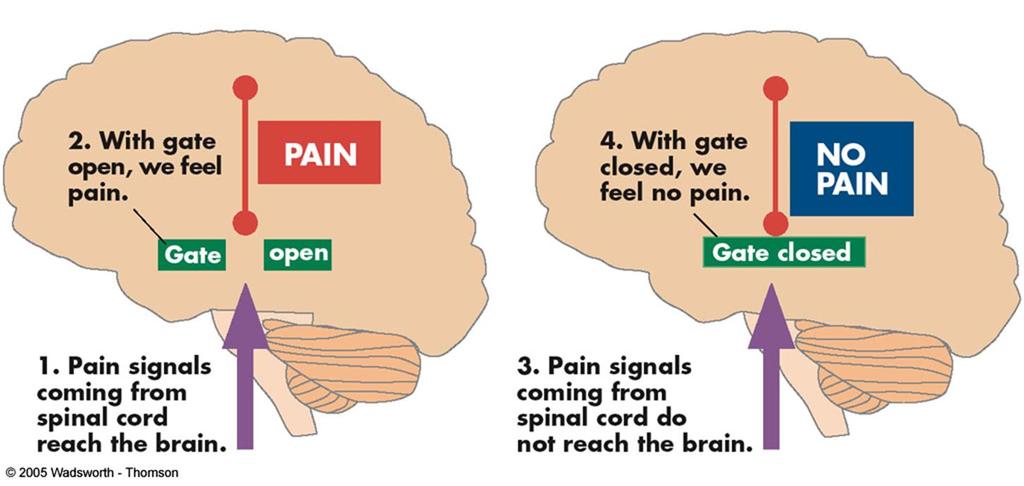 Pain Gate-Control Theory theory that the spinal cord contains a neurological gate that blocks pain signals or allows them to pass on to the brain gate