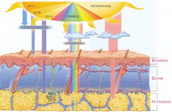 epidermis Ultraviolet A (UVA; 320-400 nm) longer wavelength, reaches dermis While both UVA
