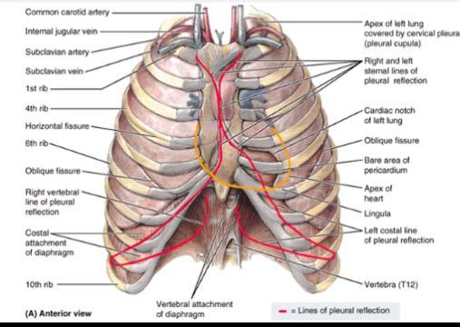 Pleura reflections This are areas in the parietal pleura where it changes direction as it passes