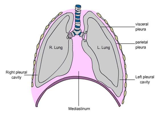 PLEURAL CAVITY The two layers of pleura are separated from each other by a slit like space called pleural cavity The