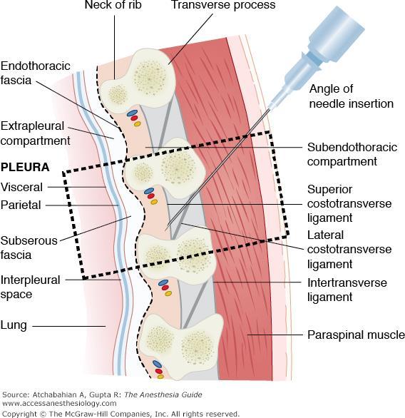 Endothoracic fascia The endothoracic fascia is the layer of loose connective tissue deep to the intercostal spaces and ribs, separating these structures from the underlying pleura.