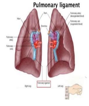PULMONARY LIGAMENT The parietal pleura surrounding the root of the lung extends downwards beyond the root as a fold called the pulmonary ligament.