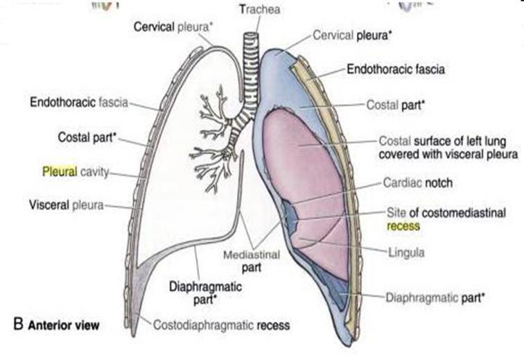 Costo-mediastinal Recesses These are situated along the anterior margins of the pleura.
