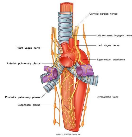 VISCERAL PLEURA INNERVATION The visceral pleura is sensitive to stretch but is insensitive