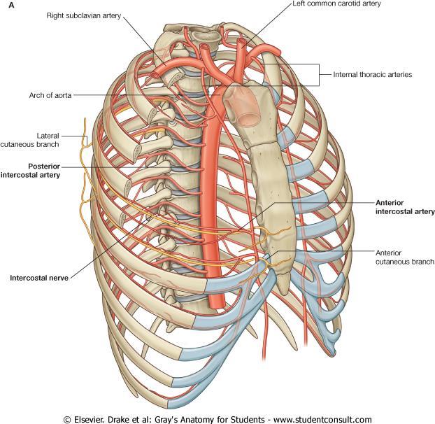 Vascular Supply of PLEURA The arteries of the pleura are derived from the.