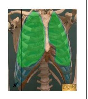 pleural REfLECTion..Con T Anteriorly: Pleural cavities approach each other posterior to the upper part of the sternum.