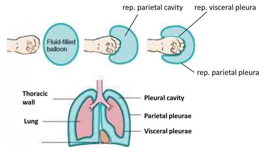 PLEURAL SAC Each lung is invested by a delicate serous membrane, the pleura, which is arranged in the form of a closed invaginated