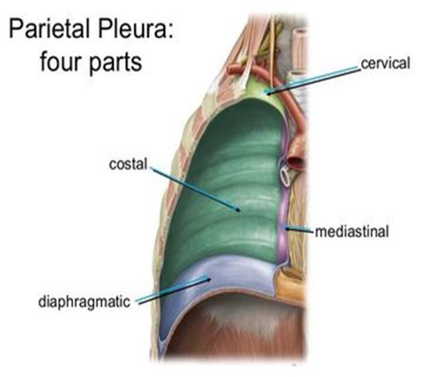 parietal pleura Con T The parietal pleura is given different names according to the parts with which it is associated: 1.