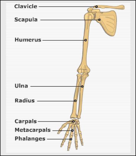 The upper limbs The lower limbs The Hip bone consists of three bones:
