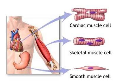 2.3.- THE MUSCULAR SYSTEM The Muscular System takes up 40% of our complete body mass and are an extremely important part of the human body.