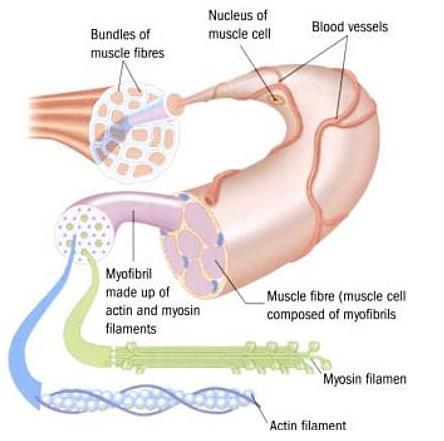 Actin and myosin filaments are found in the cardiac muscle. The cardiac muscle is highly resistant to fatigue and can withstand strain (from exercise etc).