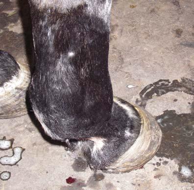 Types of lameness Arthritis Any type of joint inflammation Hock, pastern, stifle, coffin joints Most often wear-and-tear, cumulative stress Following injury De
